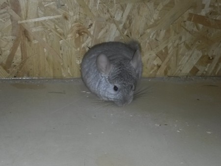 Amadeus steht auch zur Abgabe frei. 